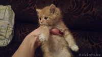 Отдам в заботливые руки котенка!!! - Изображение #1, Объявление #995390