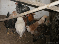 Продам  курей - Изображение #2, Объявление #965947