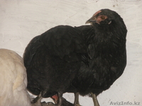 Продам  курей - Изображение #3, Объявление #965947