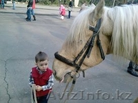 прокат на лошадях - Изображение #6, Объявление #1014343