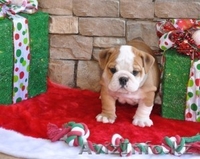 Английского бульдога - Изображение #2, Объявление #1010972