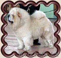  продам щенка чау-чау - Изображение #1, Объявление #1007938