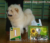  продам щенка чау-чау - Изображение #4, Объявление #1007938