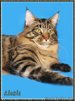 КОТЕНОК МЕЙН КУН ПИТОМНИК - Изображение #2, Объявление #1001473