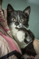 Ищется дом маленькой кошечке! - Изображение #1, Объявление #1007700