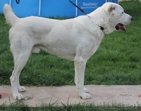 подращённый щенок сао (тобет, алабай) - Изображение #1, Объявление #1010011