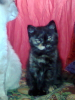 котенок британской короткошерстной - Изображение #2, Объявление #1009319