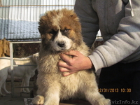 кавказской овчарки щенков в продам - Изображение #1, Объявление #1014402