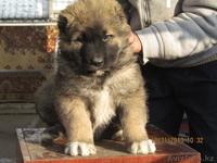 кавказской овчарки щенков в продам - Изображение #2, Объявление #1014402