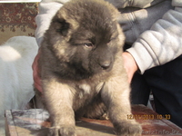 кавказской овчарки щенков в продам - Изображение #3, Объявление #1014402