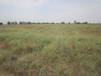 Продам участок под к/х 0,9 га 45 тыс долларов США  - Изображение #3, Объявление #1014066