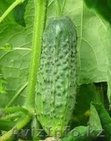 Овощи из тепличного комплекса "Алатау" - Изображение #2, Объявление #1010048