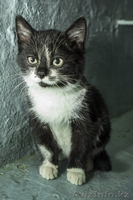 Ищется дом маленькой кошечке! - Изображение #2, Объявление #1007700