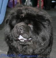  продам щенка чау-чау - Изображение #3, Объявление #1007938