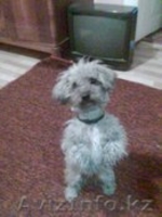 Пропала собака! Помогите пожалуйста! - Изображение #3, Объявление #1014905