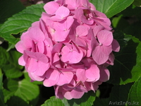 Цветочный питомник "RoSa" - Изображение #2, Объявление #1023961