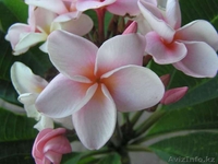 Цветочный питомник "RoSa" - Изображение #1, Объявление #1023961