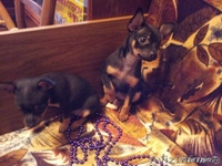 Продам супер щенков  той терьерчиков  - Изображение #3, Объявление #1026931