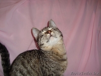 Кошка Клеопатра ищет дом - Изображение #3, Объявление #1031034