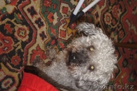 Пропала собака! Помогите пожалуйста! - Изображение #2, Объявление #1014905