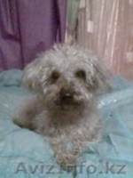 Пропала собака! Помогите пожалуйста! - Изображение #1, Объявление #1014905