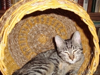 Кошка Клеопатра ищет дом - Изображение #2, Объявление #1031034