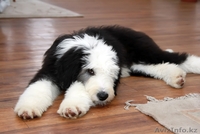 Щенки Бобтейла - Староанглийская овчарка. 2 мальчика и 1 девочка. - Изображение #3, Объявление #1028182