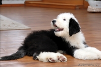 Щенки Бобтейла - Староанглийская овчарка. 2 мальчика и 1 девочка. - Изображение #2, Объявление #1028182