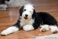 Щенки Бобтейла - Староанглийская овчарка. 2 мальчика и 1 девочка. - Изображение #1, Объявление #1028182