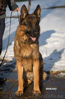 Немецкой овчарки элитных щенков. - Изображение #2, Объявление #1026710