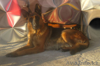 Немецкой овчарки элитных щенков. - Изображение #3, Объявление #1026710