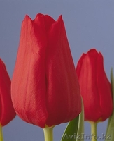 Продам тюльпаны оптом - Изображение #5, Объявление #1023787