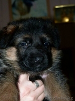 Немецкой овчарки элитных щенков СКК продам. - Изображение #2, Объявление #1016732