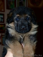 Немецкой овчарки элитных щенков СКК продам. - Изображение #3, Объявление #1016732