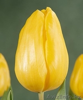 Продам тюльпаны оптом - Изображение #1, Объявление #1023787