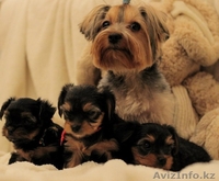 Йоркширский террор - Изображение #1, Объявление #1043790