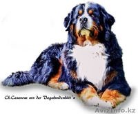 Племенной питомник предлагает кобелей Берского Зенненхунда для плем.работ. - Изображение #2, Объявление #1031170