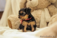 Йоркширский террор - Изображение #2, Объявление #1043790