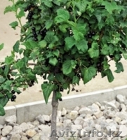 Штамбовый крыжовник и смородина - Изображение #3, Объявление #1032999