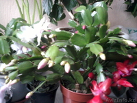 Продам  комнатные  цветы - Изображение #8, Объявление #1035481