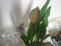 Продам  комнатные  цветы - Изображение #2, Объявление #1035481
