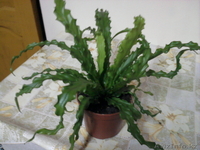 Продам  комнатные  цветы - Изображение #4, Объявление #1035481
