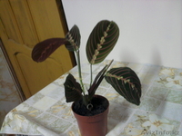 Продам  комнатные  цветы - Изображение #3, Объявление #1035481