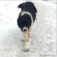 Элитные щенки алабая от племенного питомника САО "Сарбаз"! - Изображение #1, Объявление #191777