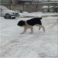 Элитные щенки алабая от племенного питомника САО "Сарбаз"! - Изображение #3, Объявление #191777