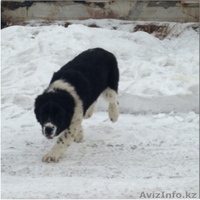 Элитные щенки алабая от племенного питомника САО "Сарбаз"! - Изображение #5, Объявление #191777