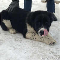 Элитные щенки алабая от племенного питомника САО "Сарбаз"! - Изображение #4, Объявление #191777