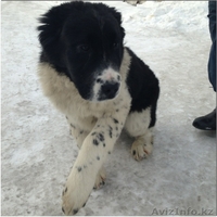 Элитные щенки алабая от племенного питомника САО "Сарбаз"! - Изображение #6, Объявление #191777