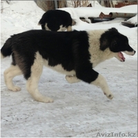 Элитные щенки алабая от племенного питомника САО "Сарбаз"! - Изображение #2, Объявление #191777