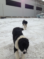 Элитные щенки алабая от племенного питомника САО "Сарбаз"! - Изображение #8, Объявление #191777